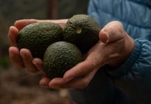 El aguacate desata conflictos en el Eje Cafetero